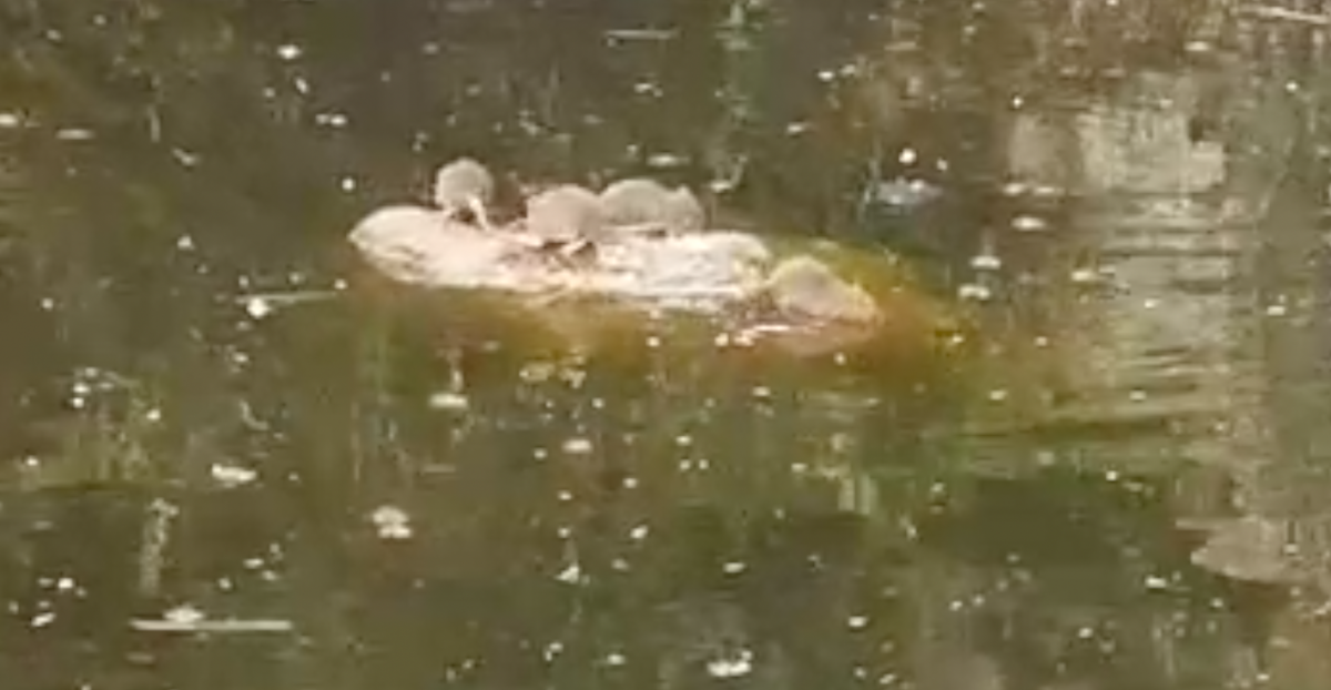 Vídeo que denuncia la presencia de ratas en el Parque de Pasarón