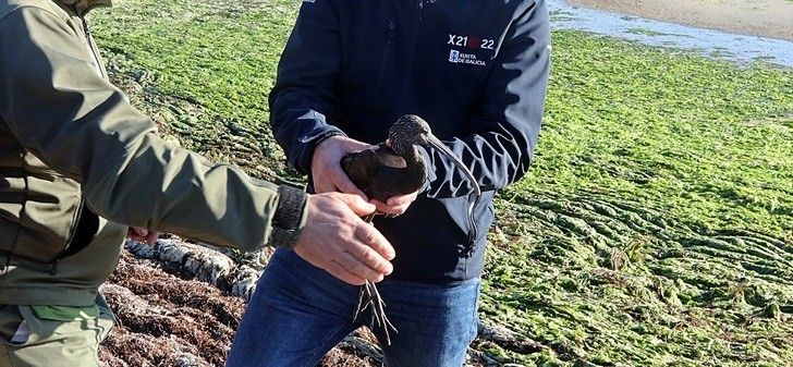 Zarapito negro que fue curado en el Centro de Recuperación de Fauna Silvestre