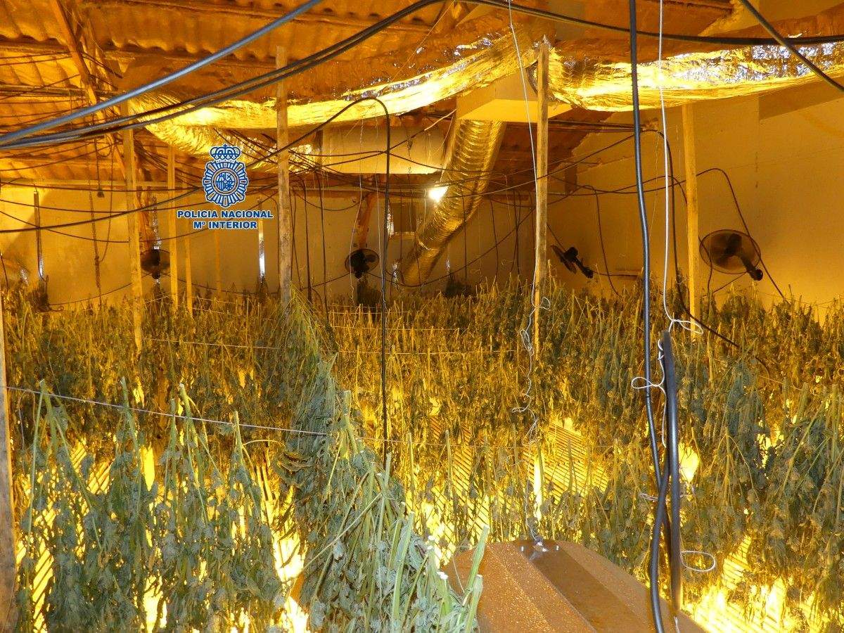 A Policía Nacional desarticula unha rede millonaria de cultivo e distribución de marihuana en Ourense