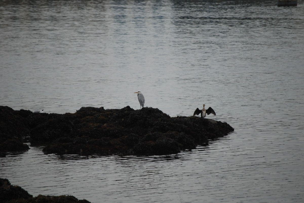 Aves en la ría de Pontevedra