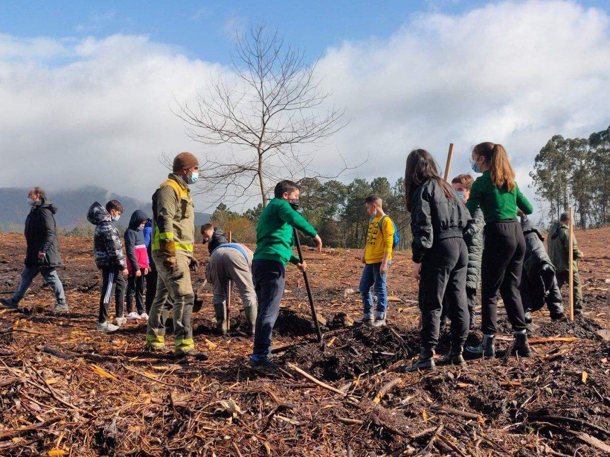 Escolares de Caldas plantan árbores no Monte Calvo