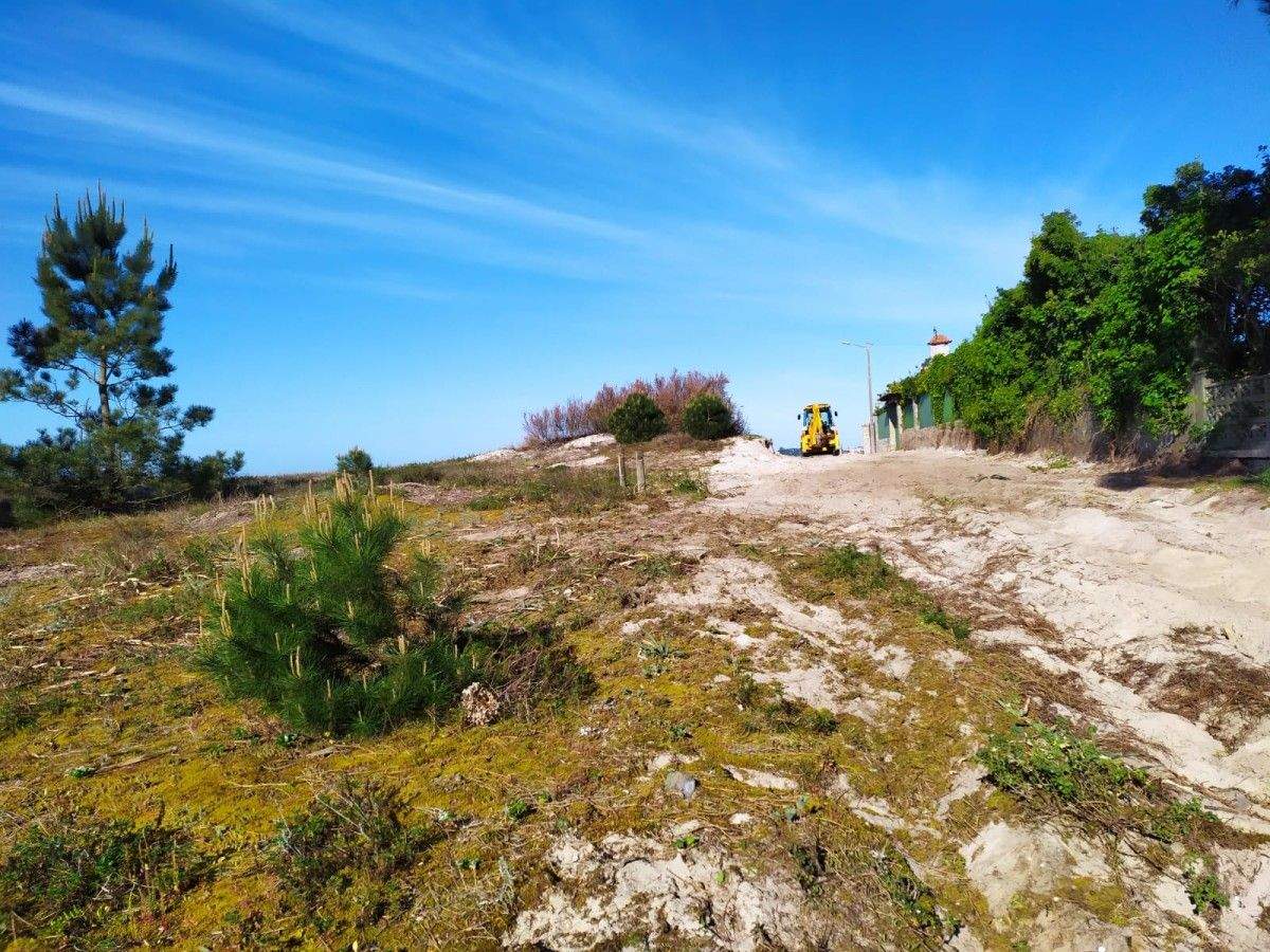 Retirada de plantas invasoras nas dunas da praia de Areas
