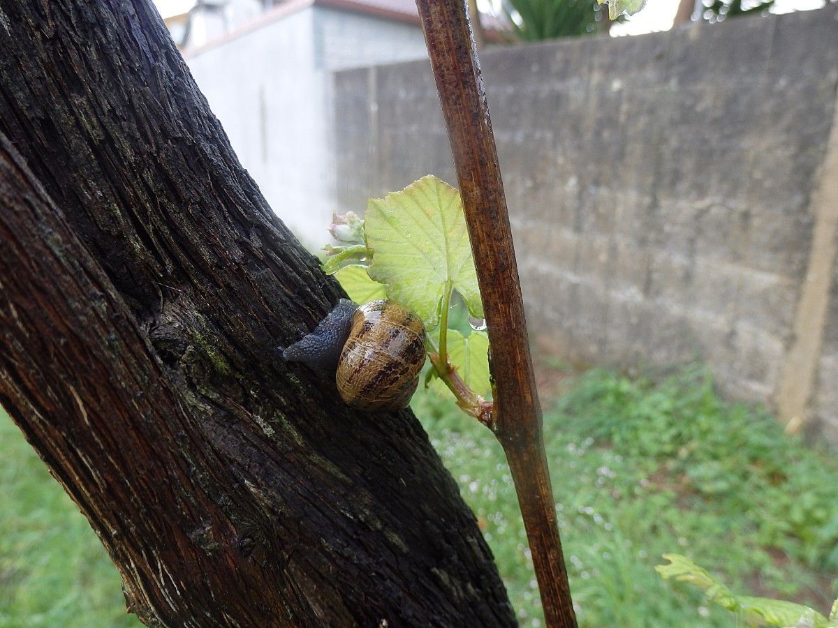 Presencia de caracoles en las viñas