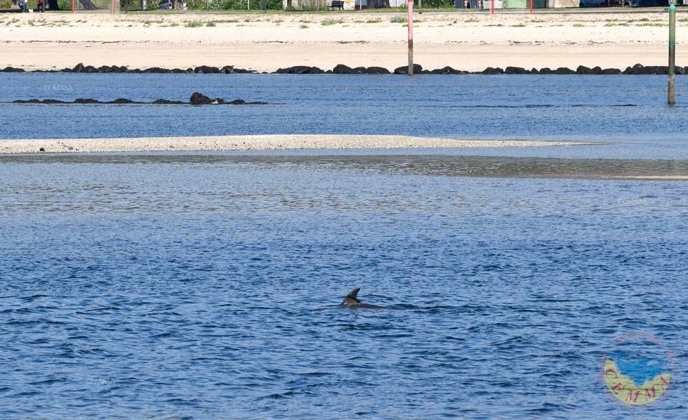 Un dos dous arroaces detectados en Lourizán 