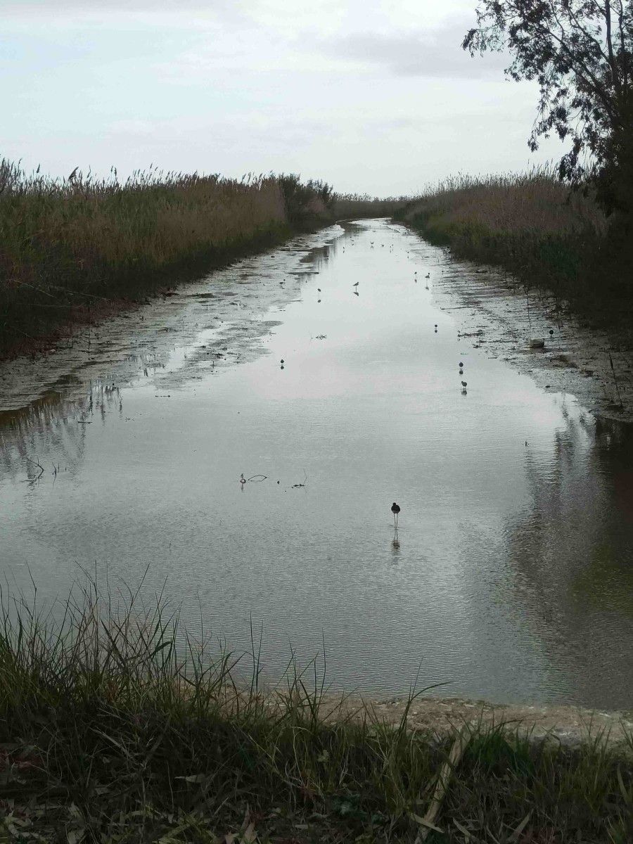 Gabia entre arrozais con aves limícolas