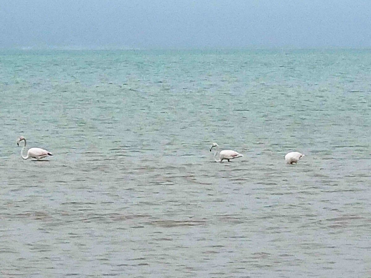 Flamengos no mar na praia de Riumar