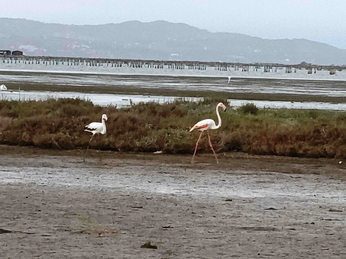 Flamengos  camiñar pola baía de El Fangar