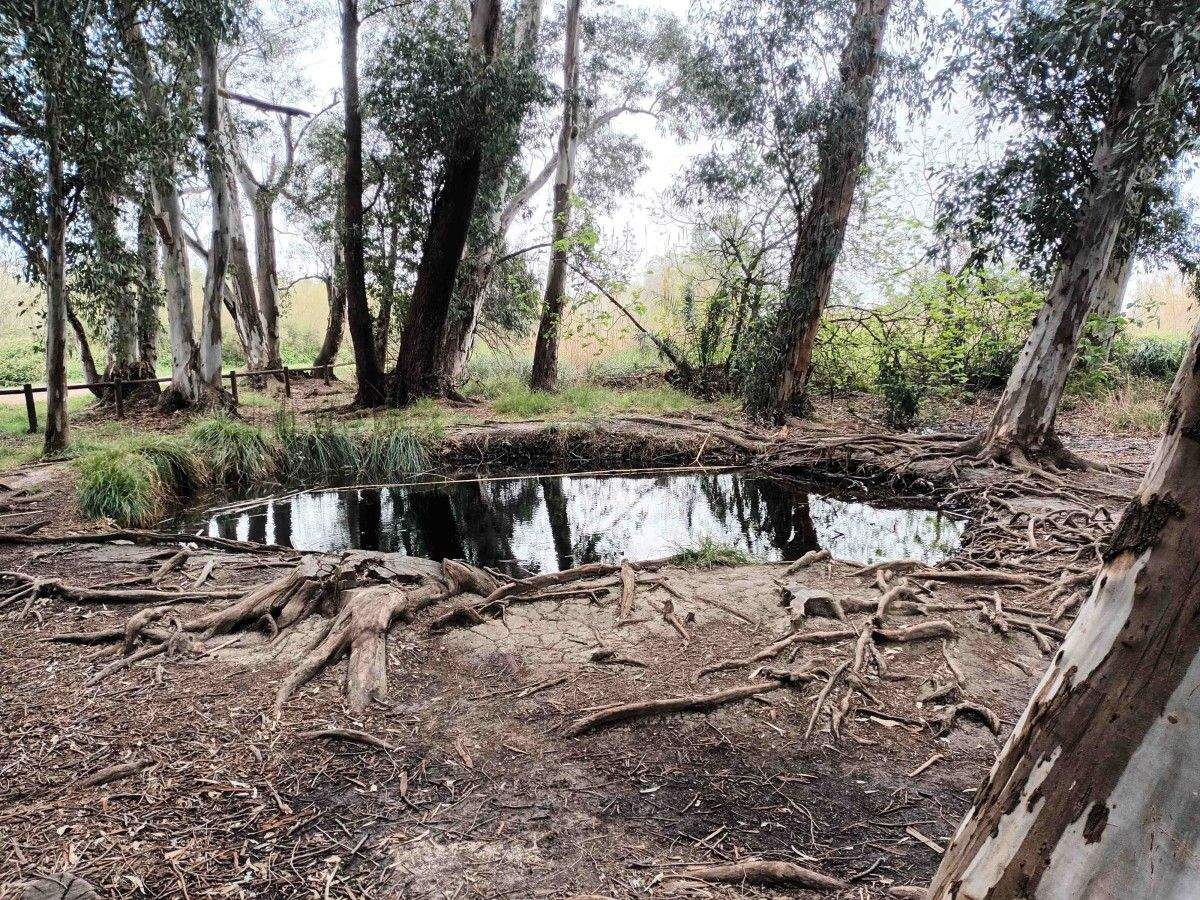 Ullals de Baltasar