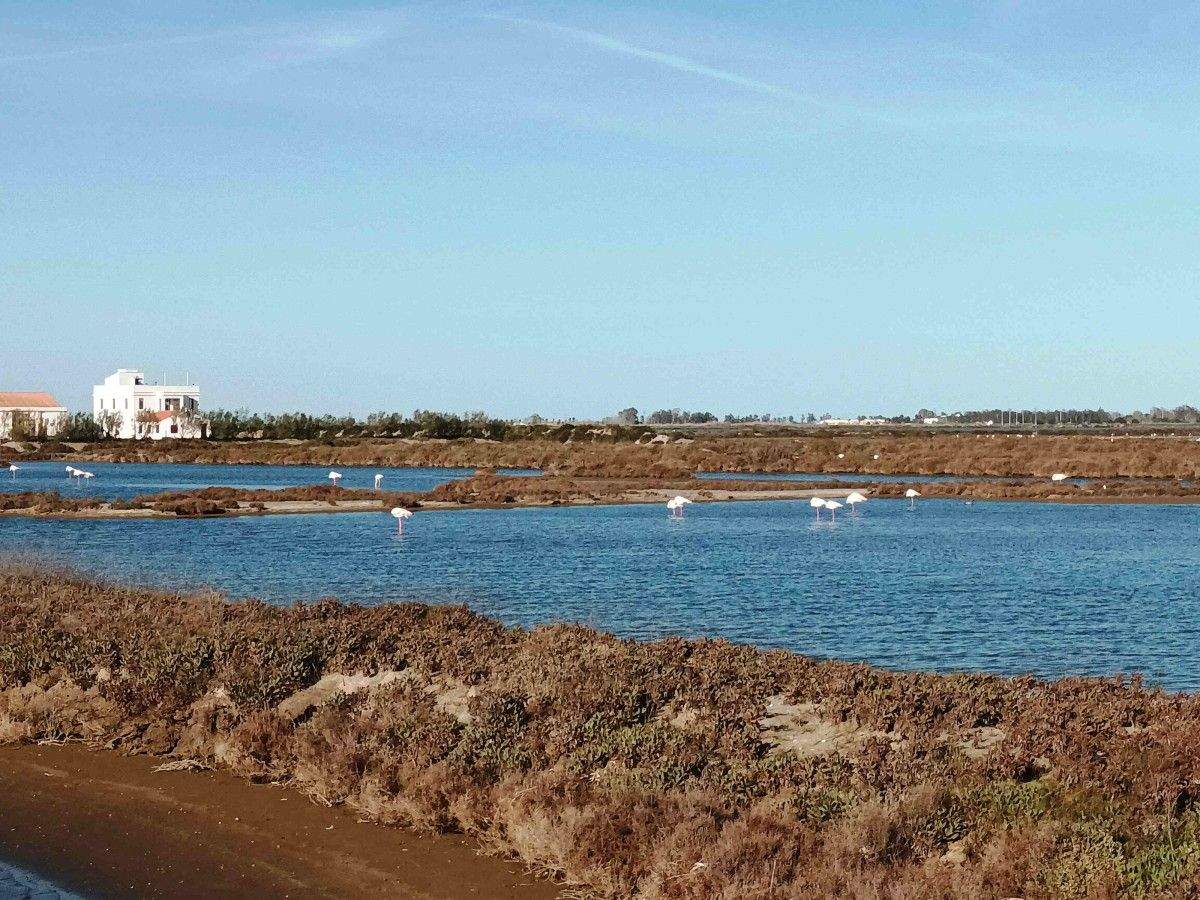 Flamengos na lagoa de La Tancada