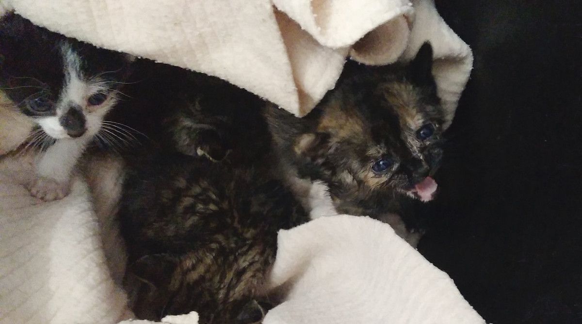 Gatos abandonados en Pontevedra