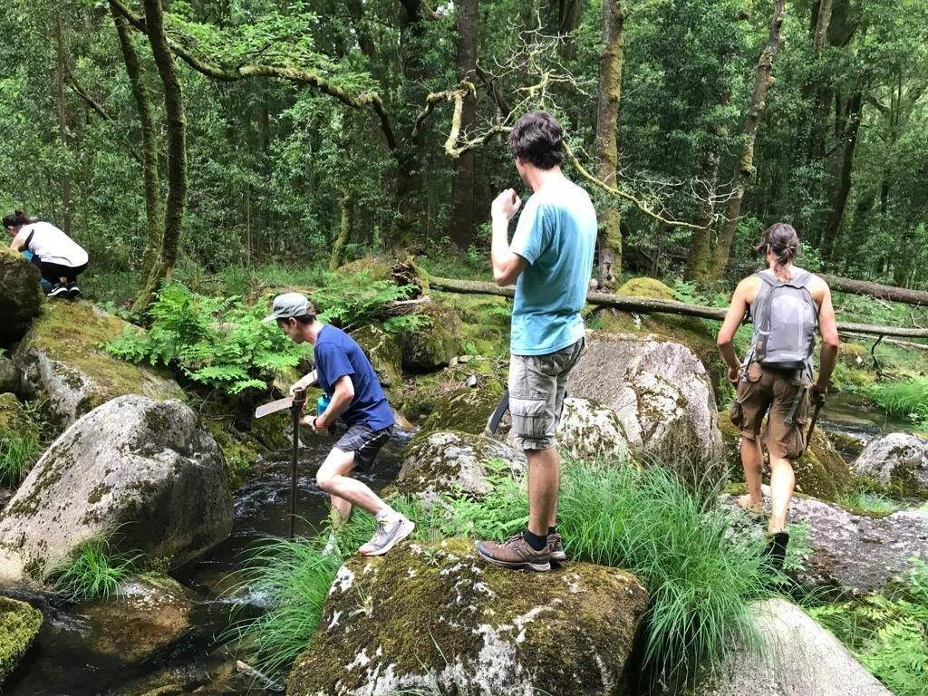 Erradicación de especies invasoras nas beiras do río Oitavén