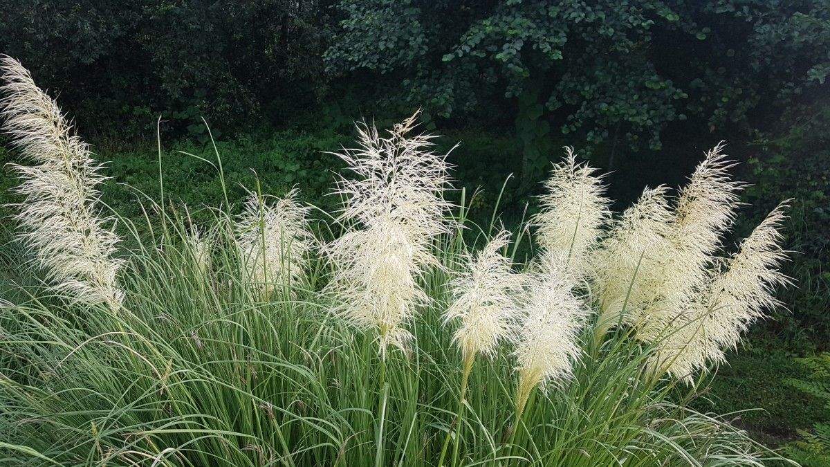 Herba da pampa