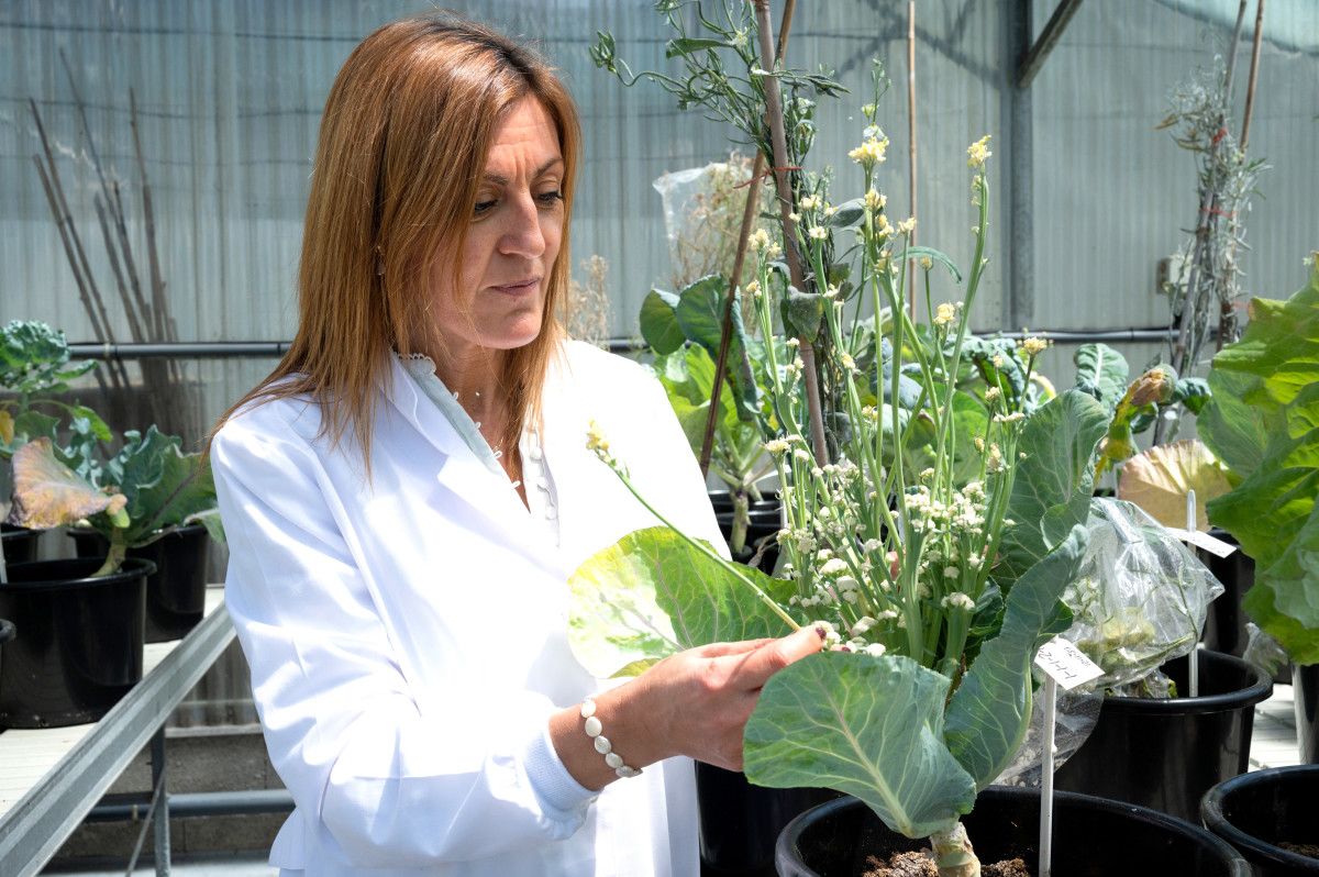 Elena Cartea González, directora da Misión Biolóxica de Galicia