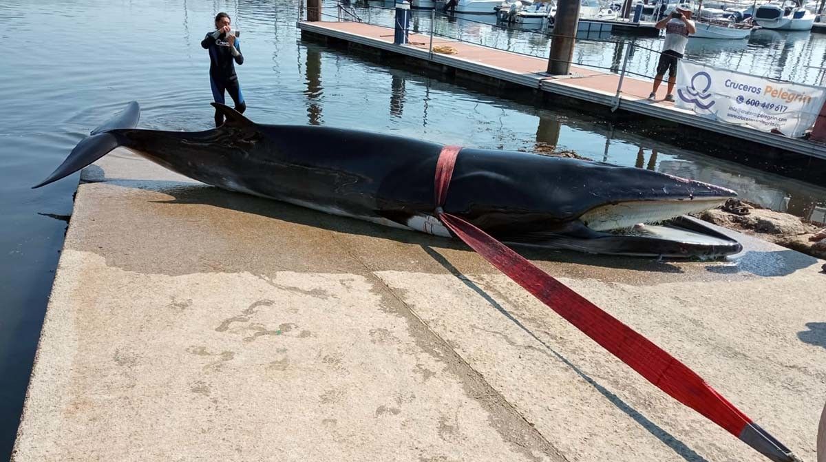 Ballena que quedó varada en Combarro