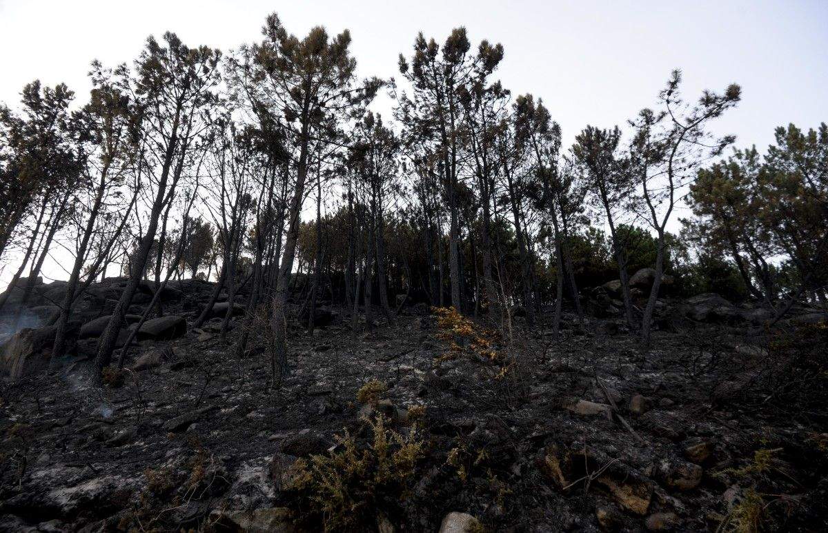 Terrenos devorados por el fuego en el monte de A Fracha