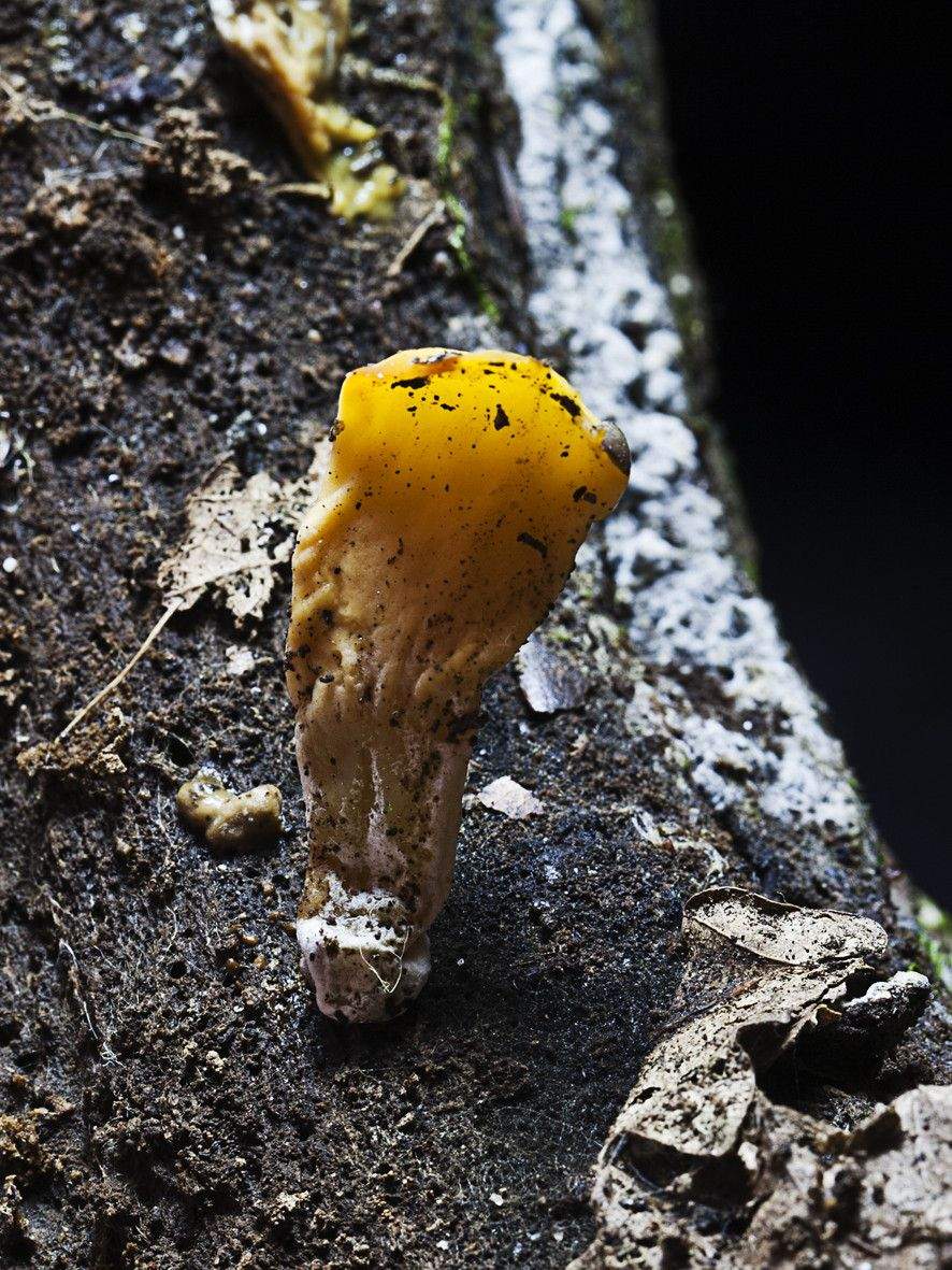 Nueva especie localizada en la senda del Lérez, Pterula pontevedrensis Blanco-Dios 