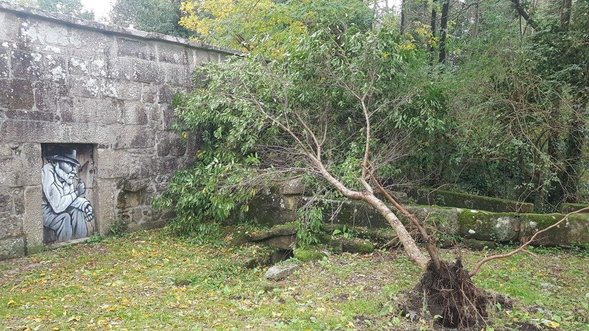 Árbol caído en el sendero del río Gafos