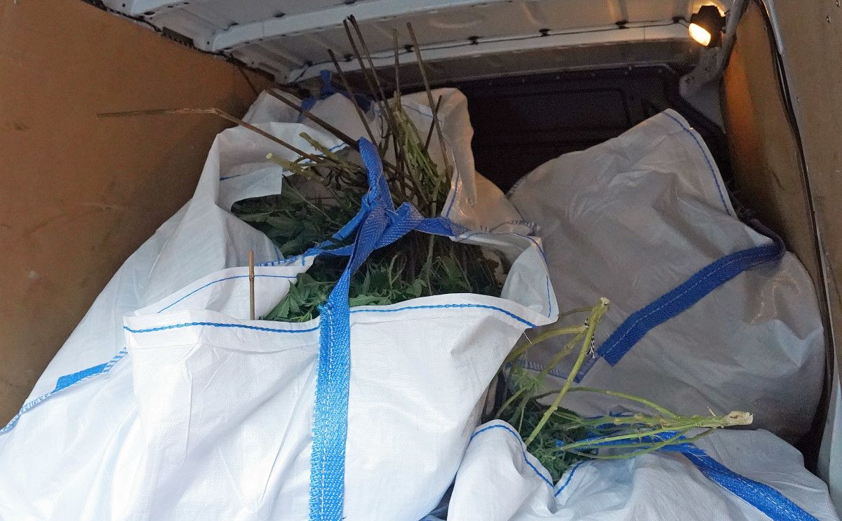 La Policía Nacional interviene 2.000 plantas de marihuana en Mourente