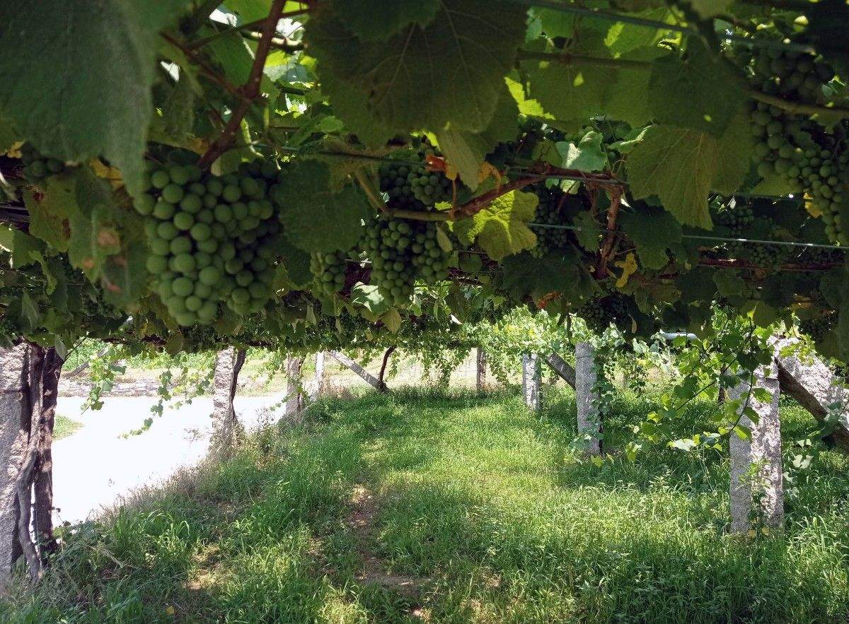 Unha viña cargada de acios de uva