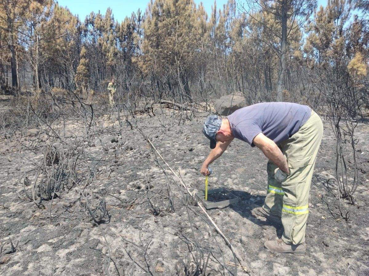 Técnicos del Centro de Investigación Forestal de Lourizán trabajando sobre los terrenos quemados en Boiro