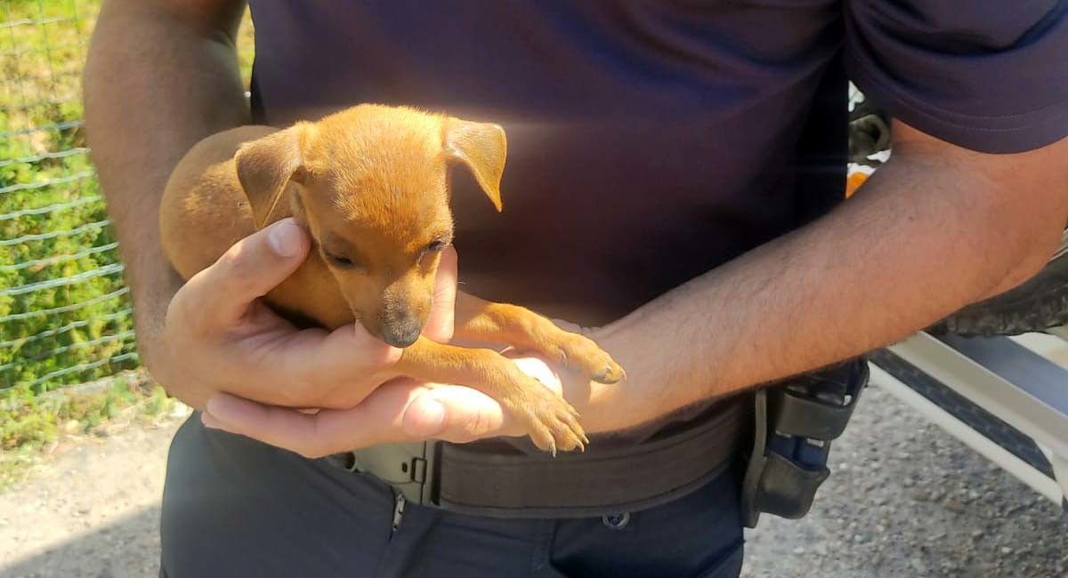 Cachorro rescatado do interior dun coche en Poio