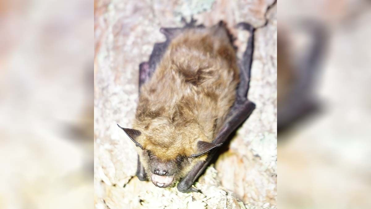 Ejemplar de murciélago de huerta identificado en el Gafos