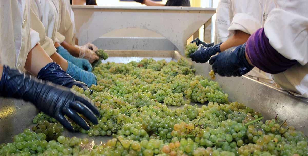 Vendima nas Rías Baixas
