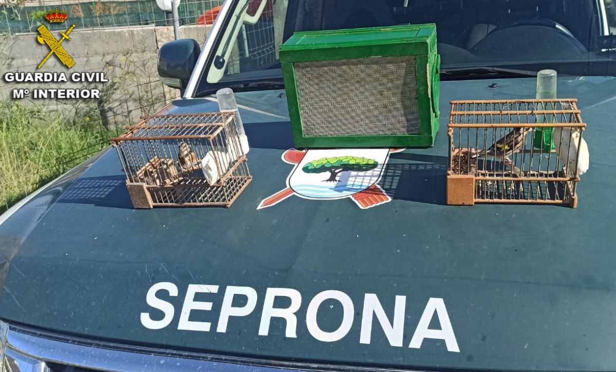 El Seprona puso en libertad de los dos ejemplares de jilgueros en su hábitat natural