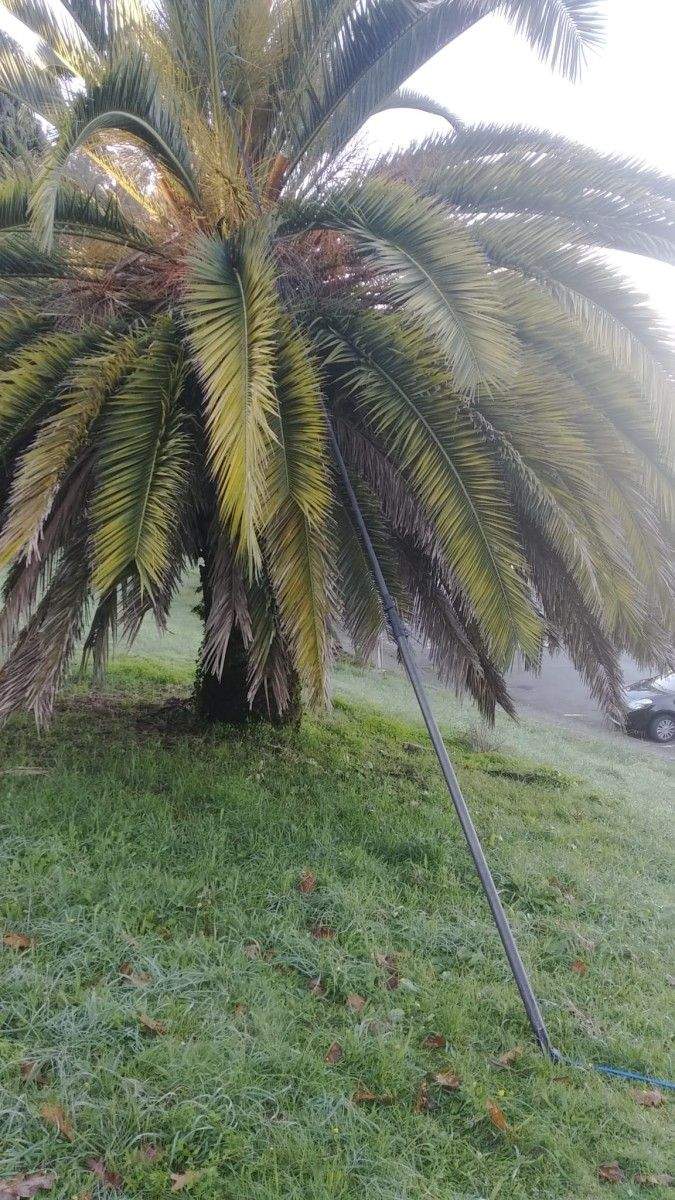 Tratamento contra a praga do picudo nas palmeiras de Marín
