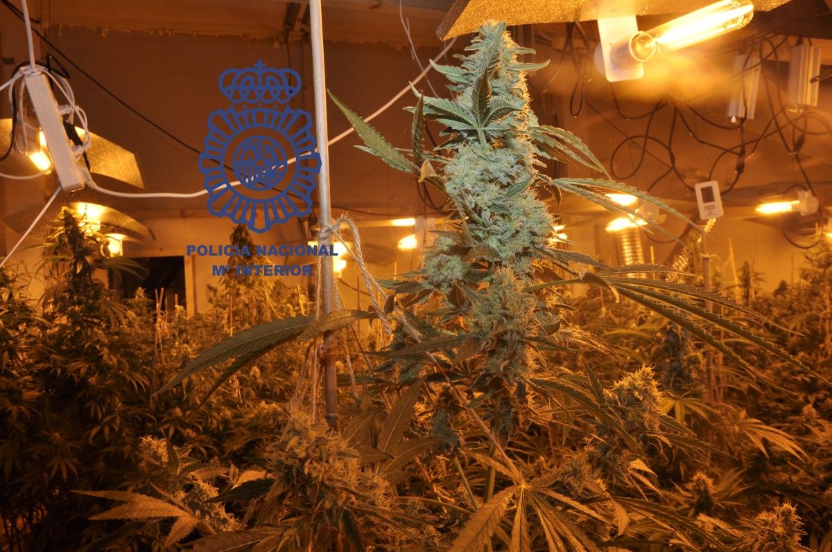 Plantación de marihuana en Mourente