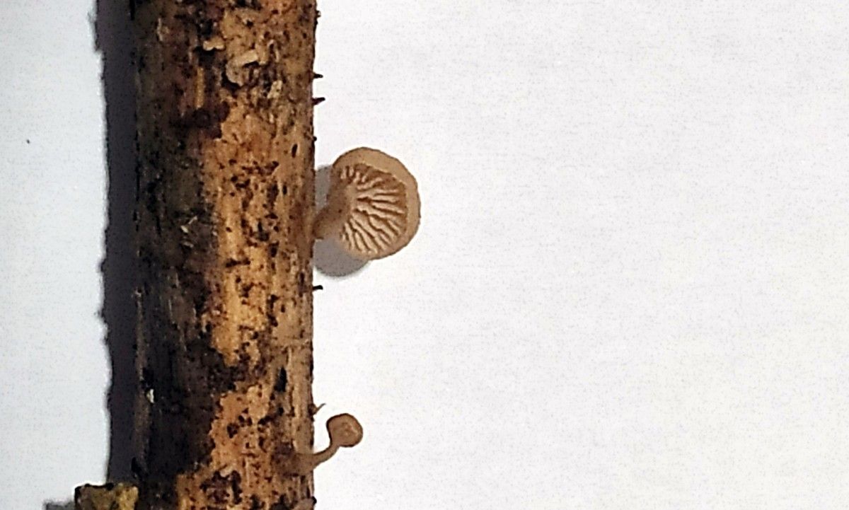 Ejemplares de Lentinellus pontevedrensis, localizados en Bora