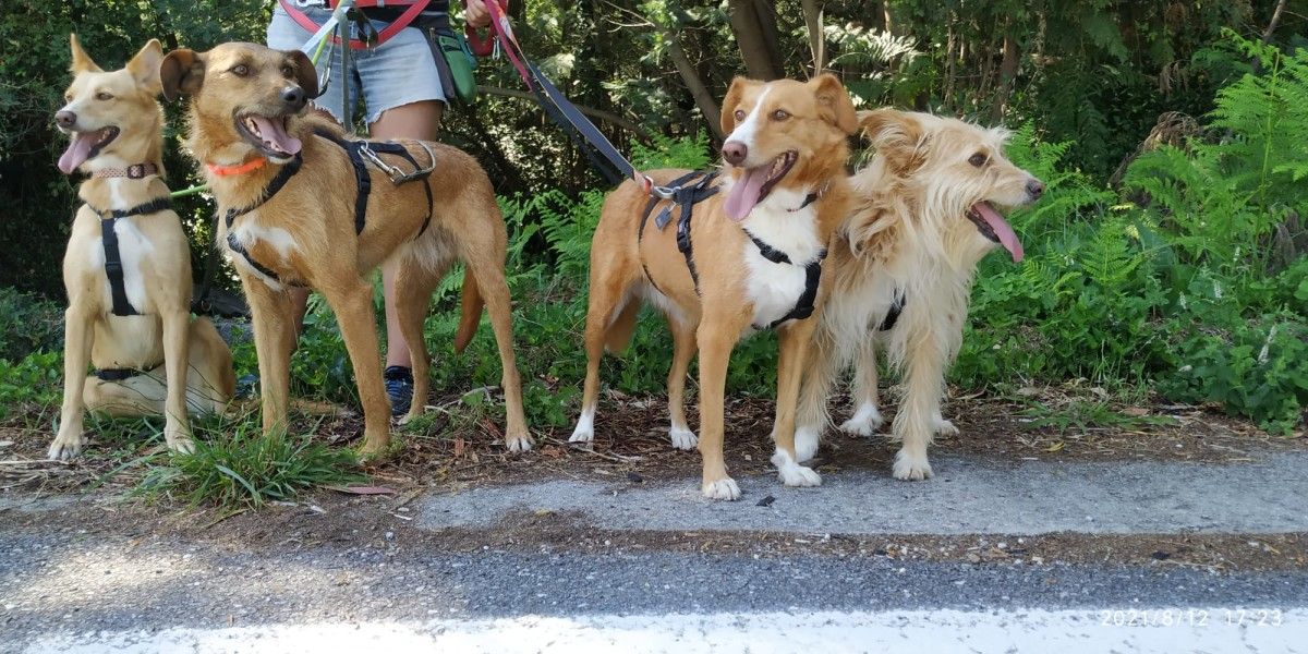 Perros en adopción en el refugio de Os Palleiros