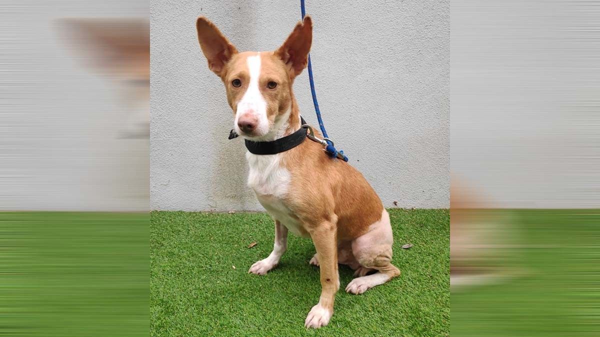 "Leo", el podenco atropellado que encontró un nuevo hogar con la mujer que lo rescató