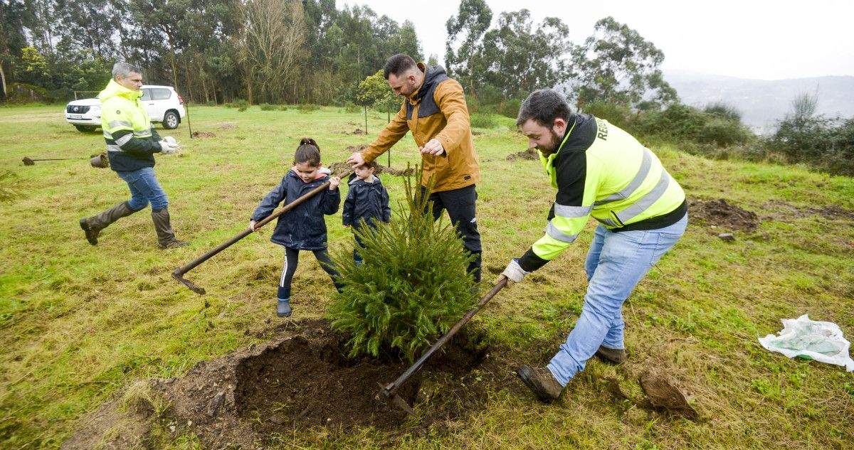 Plantación de los árboles de Navidad en Tomeza