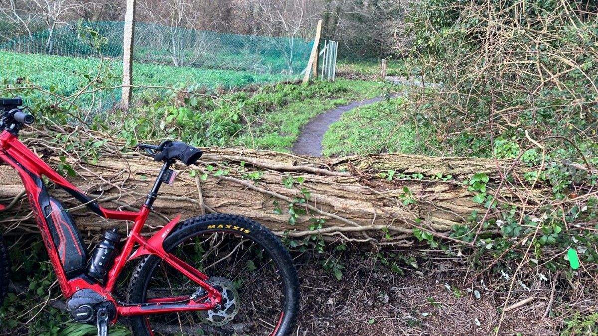 Árbore caída no paseo do río Gafos