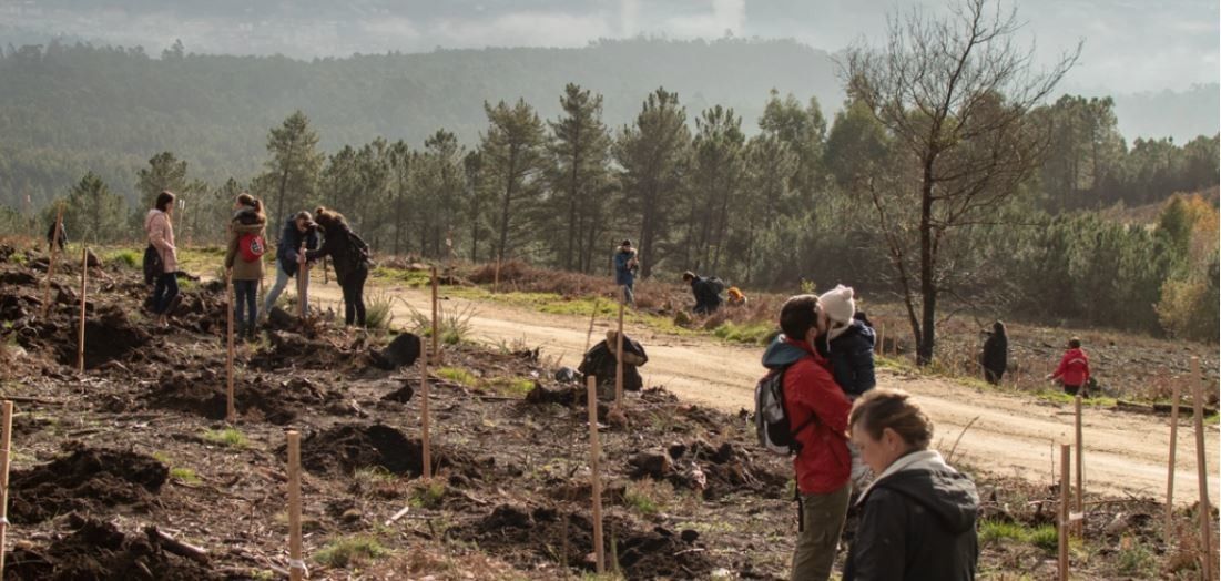 Persoas colaborando na iniciativa "Unha entrada, unha árbore"