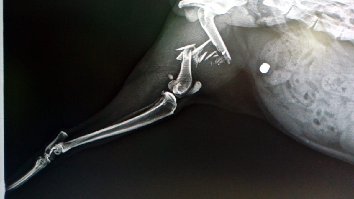 Radiografía da pata do gato que recibiu un disparo dunha pistola de aire comprimido