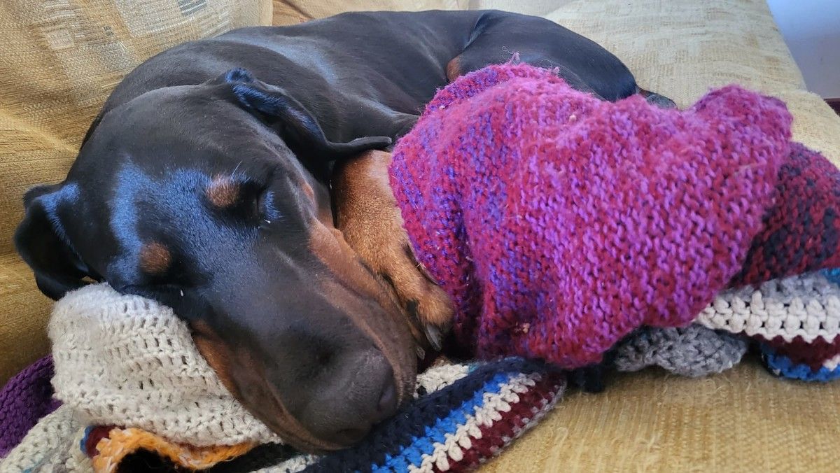 Karma, la perra del educador canino Diego Álvarez