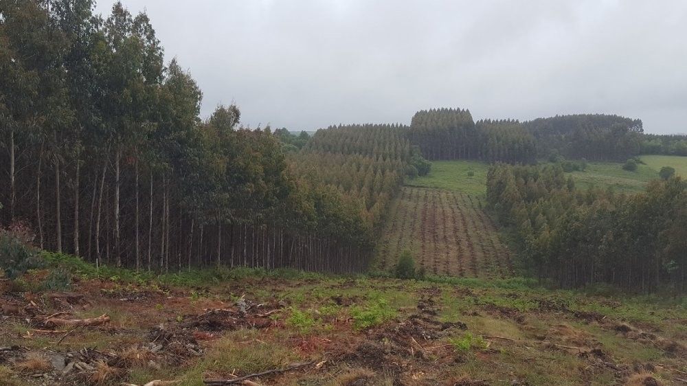 Plantación de eucaliptos xestionada por Ence