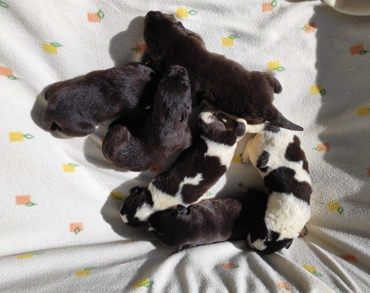 Cachorros rescatados en un terraplén de Meis