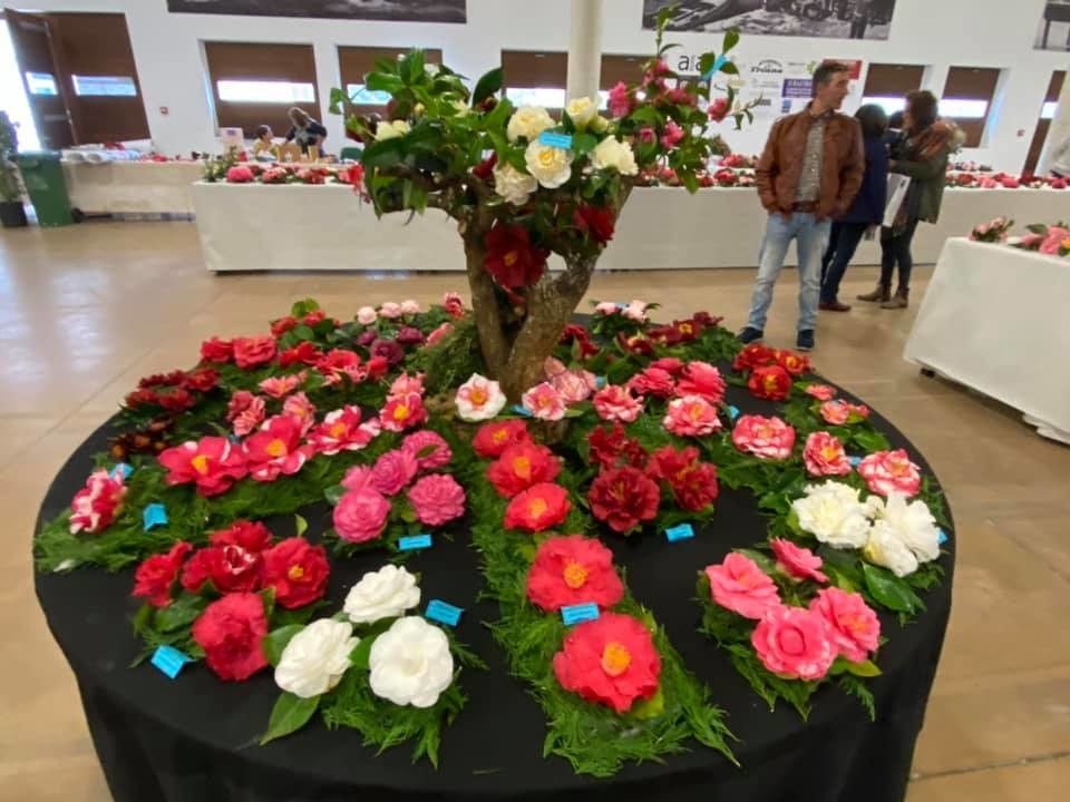 Mostra da Camelia en Cambados