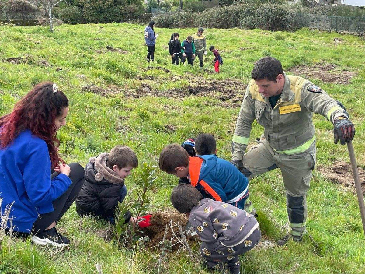 Escolares de Ponte Caldelas plantan árboles frondosos en un antiguo eucaliptal
