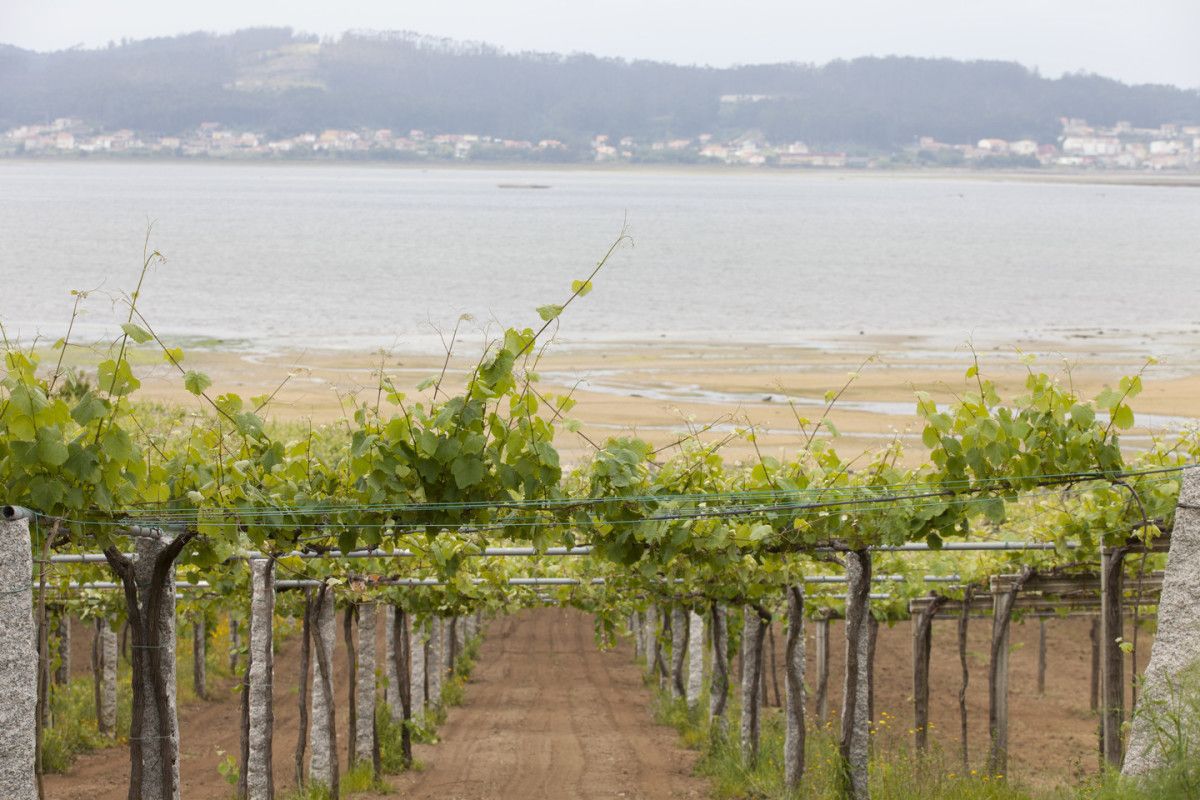 Viñedos en O Salnés
