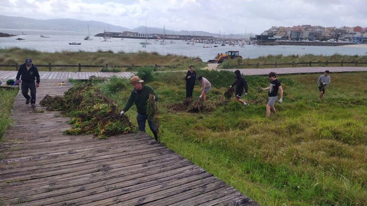 Limpeza de especies invasoras nas dunas da praia de Baltar
