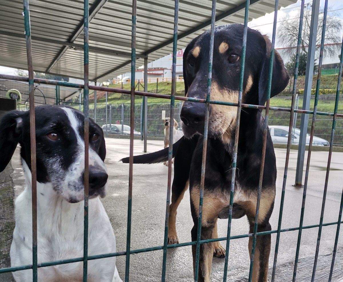 Cans en adopción no refuxio dos Palleiros