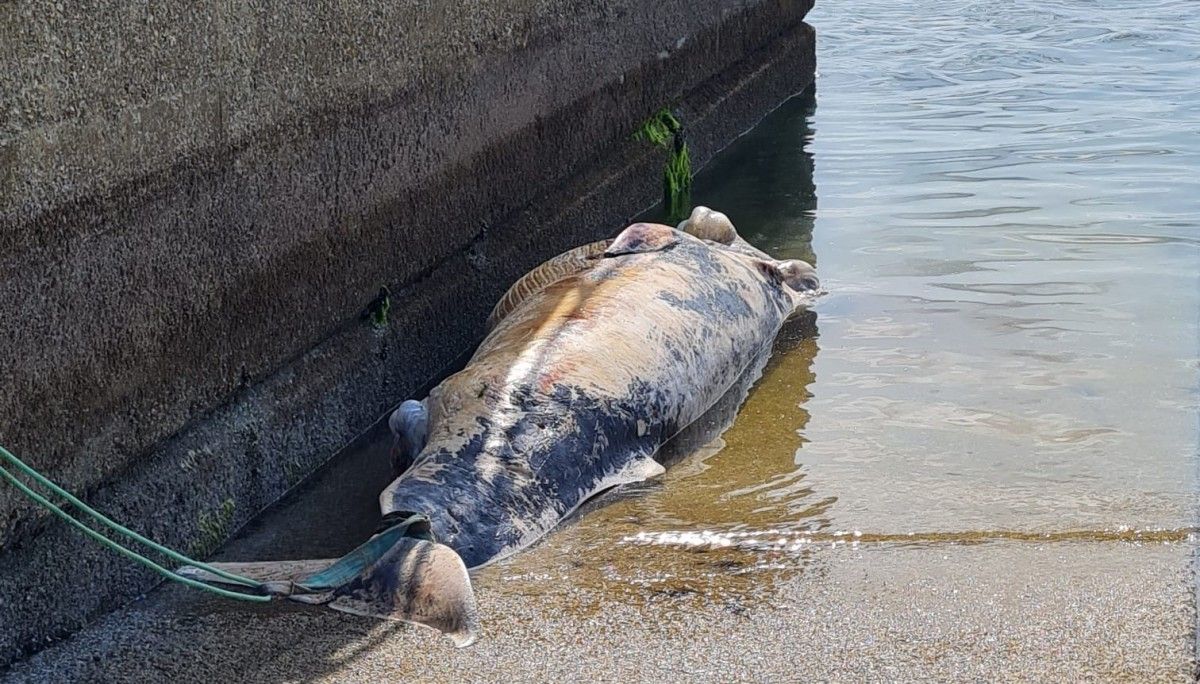 Balea varada na Illa de Arousa