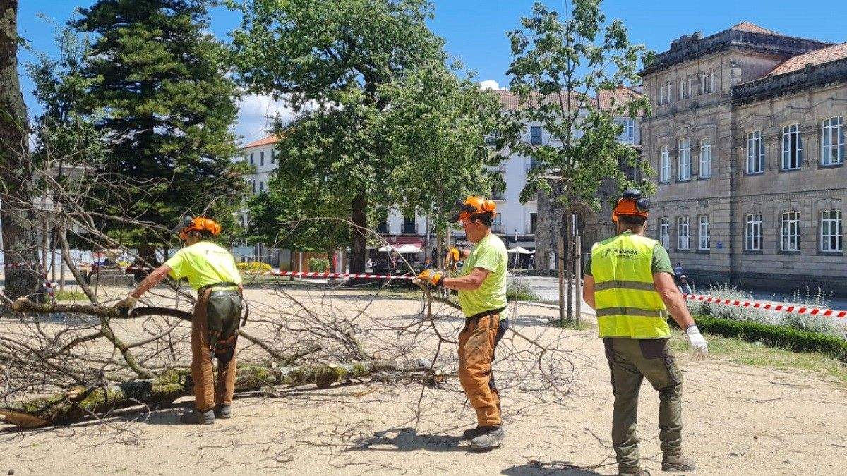 Traballos para retirar un carballo da Alameda