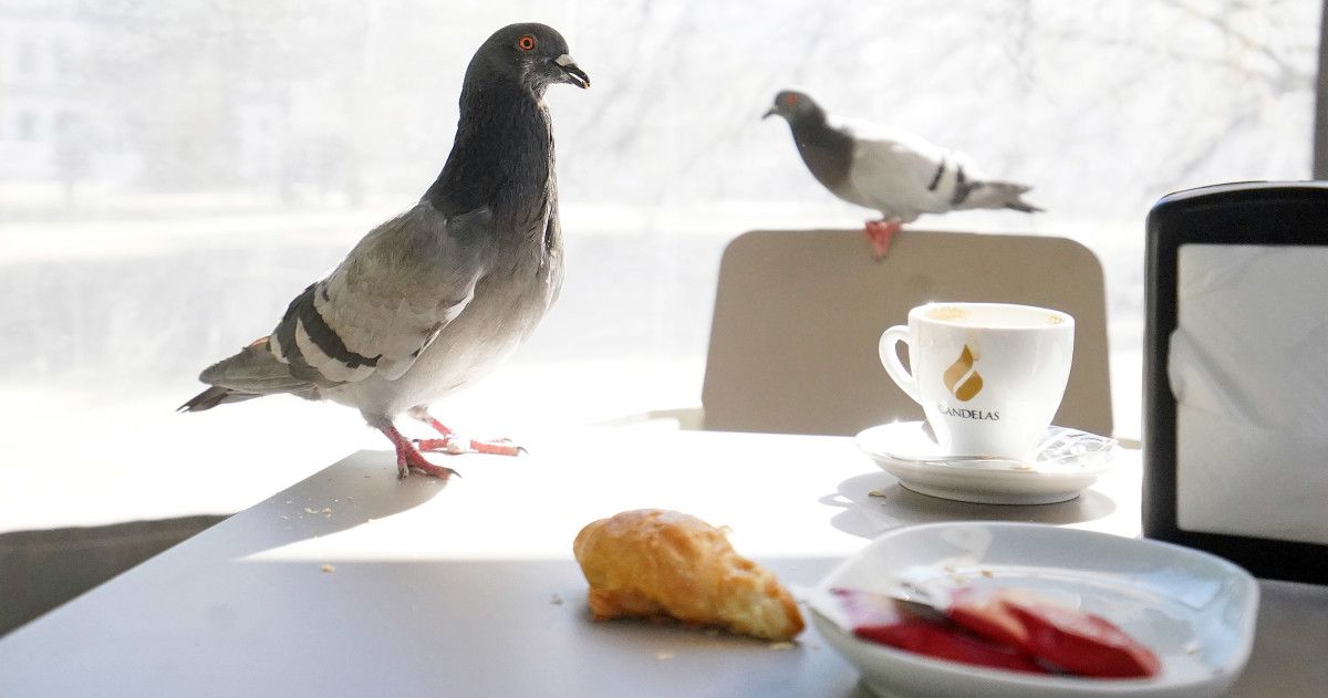 Pombas na terraza dunha cafetería