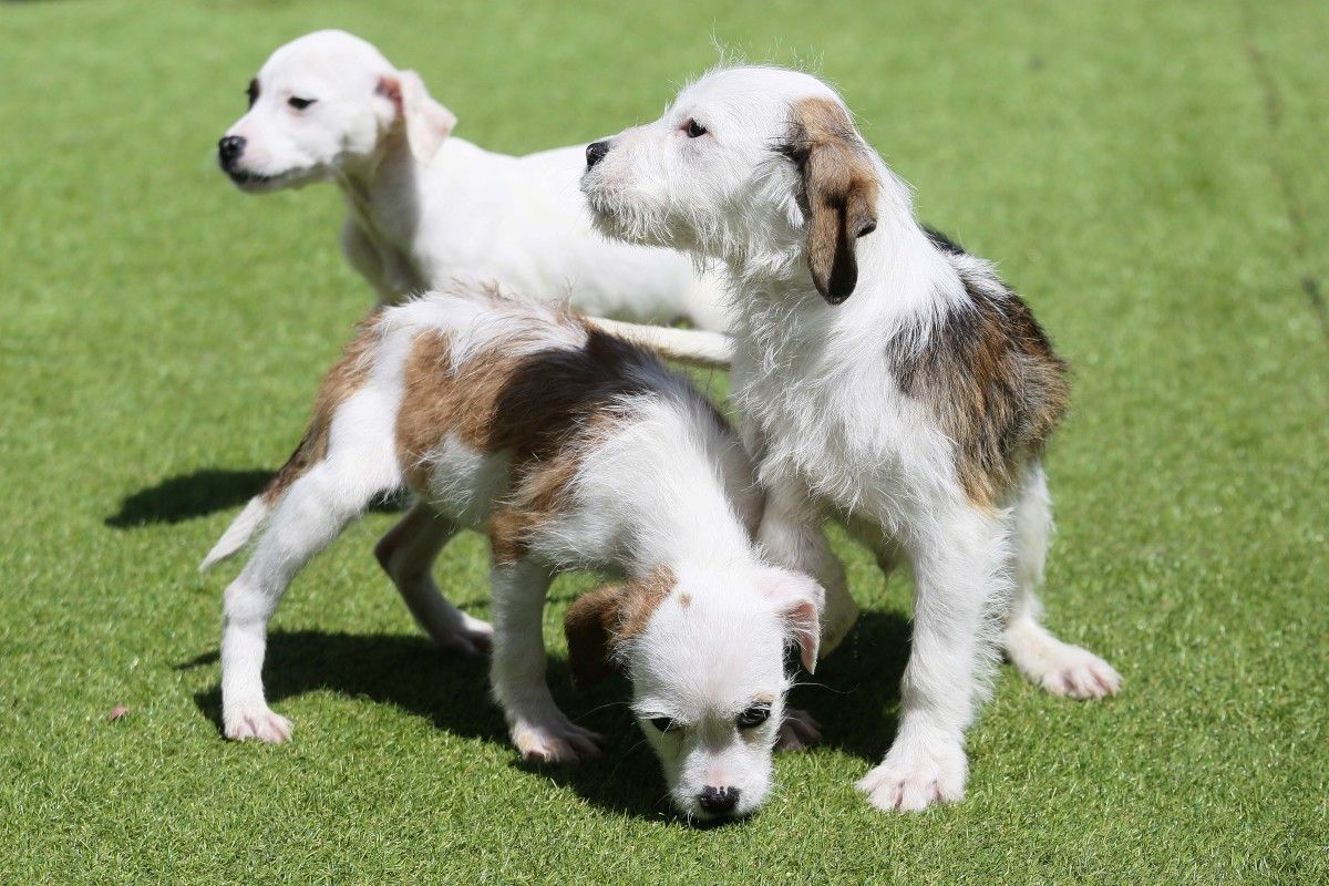 Rocky (a la derecha) y sus hermanas