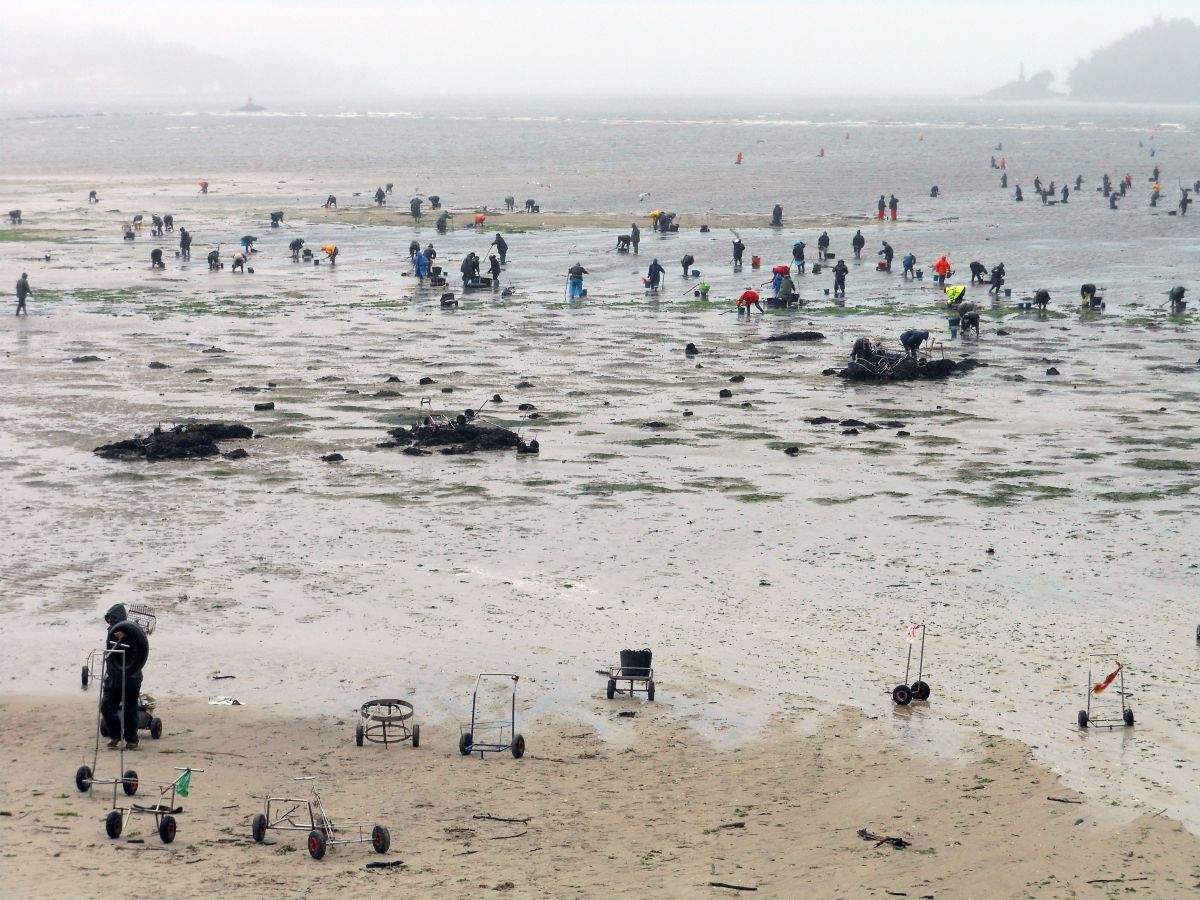 Mariscadoras